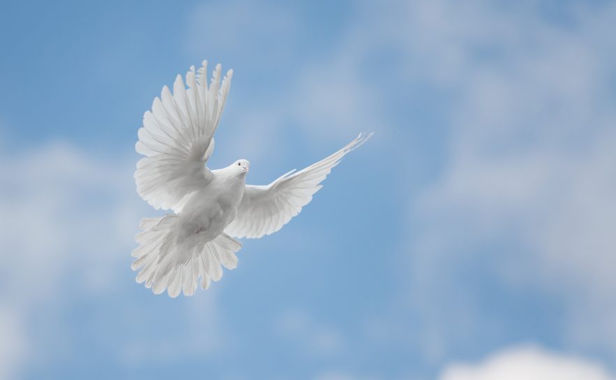 White dove flying