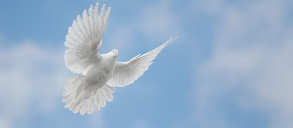 White dove flying against the blue sky with clouds